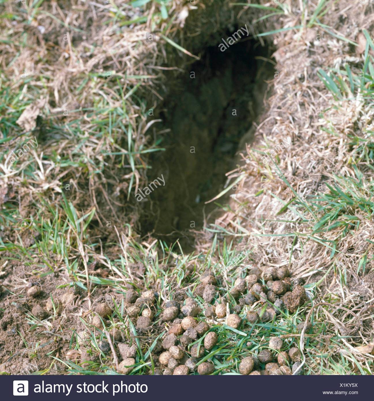 Rabbit Damage Stock Photos & Rabbit Damage Stock Images - Alamy