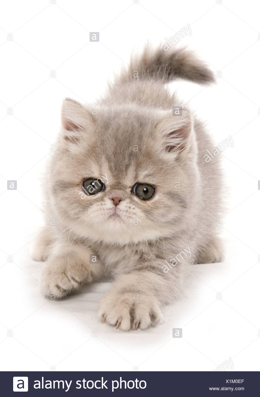 Domestic Cat Exotic Shorthair Kitten Padding Stock Photo