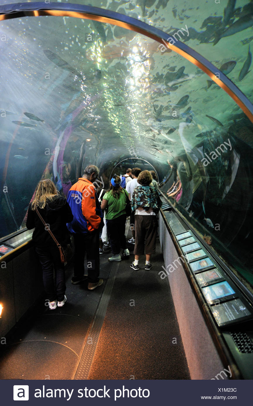 Aquarium Of The Bay San Francisco High Resolution Stock Photography And Images Alamy