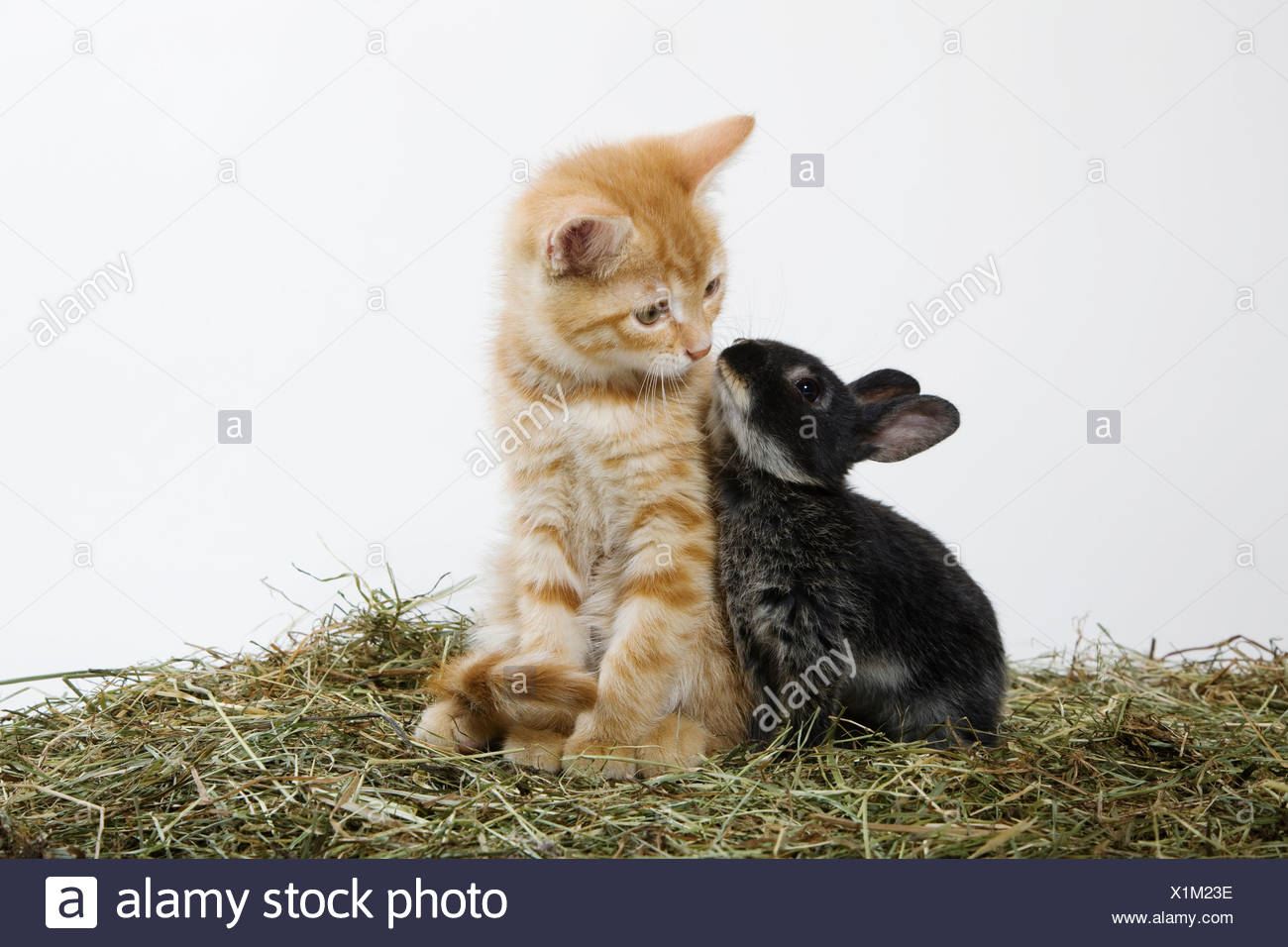 Rabbit And Cat High Resolution Stock Photography and Images - Alamy