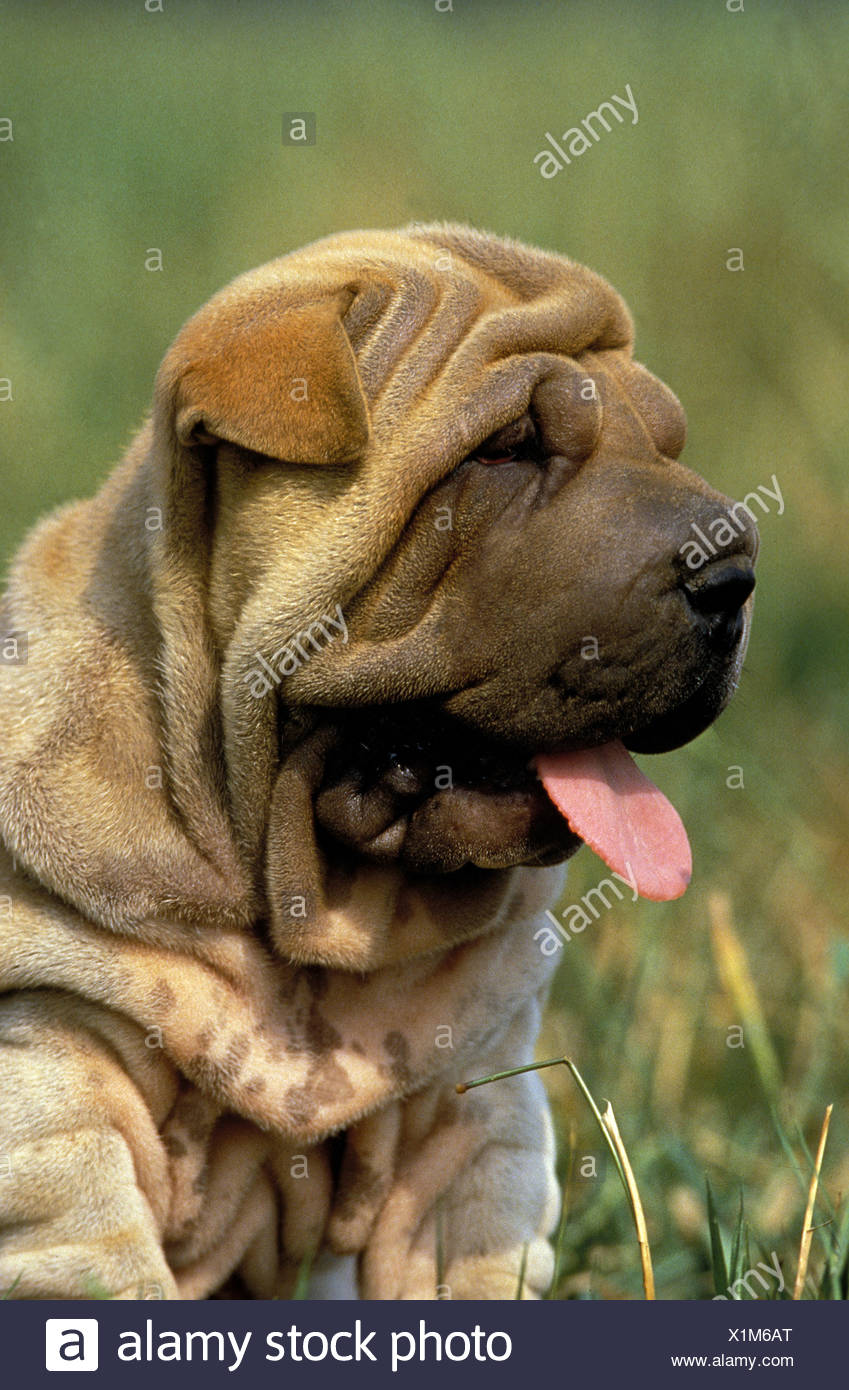 shar pei puppy tongue