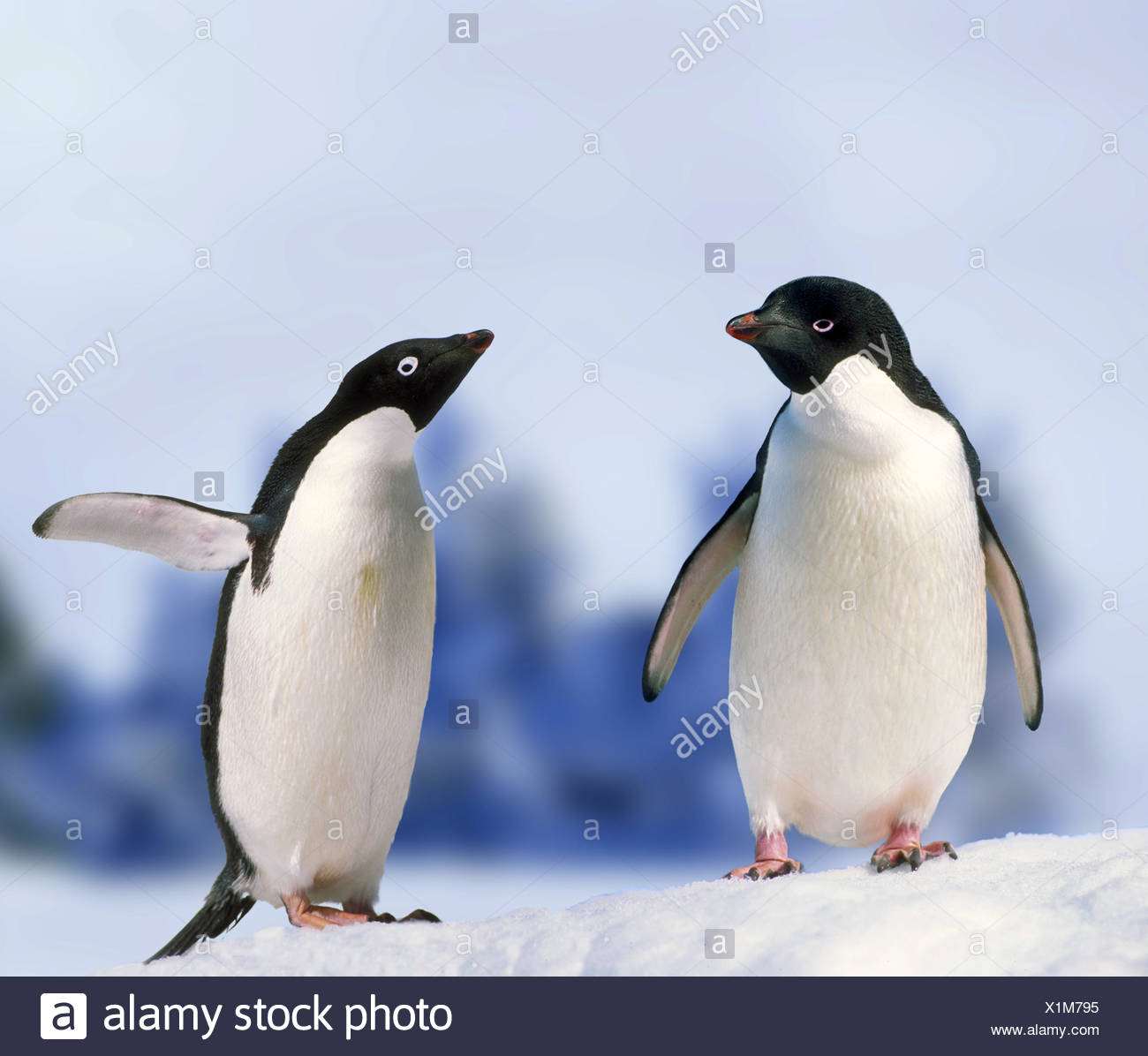 Pinguin Spheniscidae Penguin Stock Photo Alamy Pinguin Spheniscidae Penguin Stock Photo Alamy