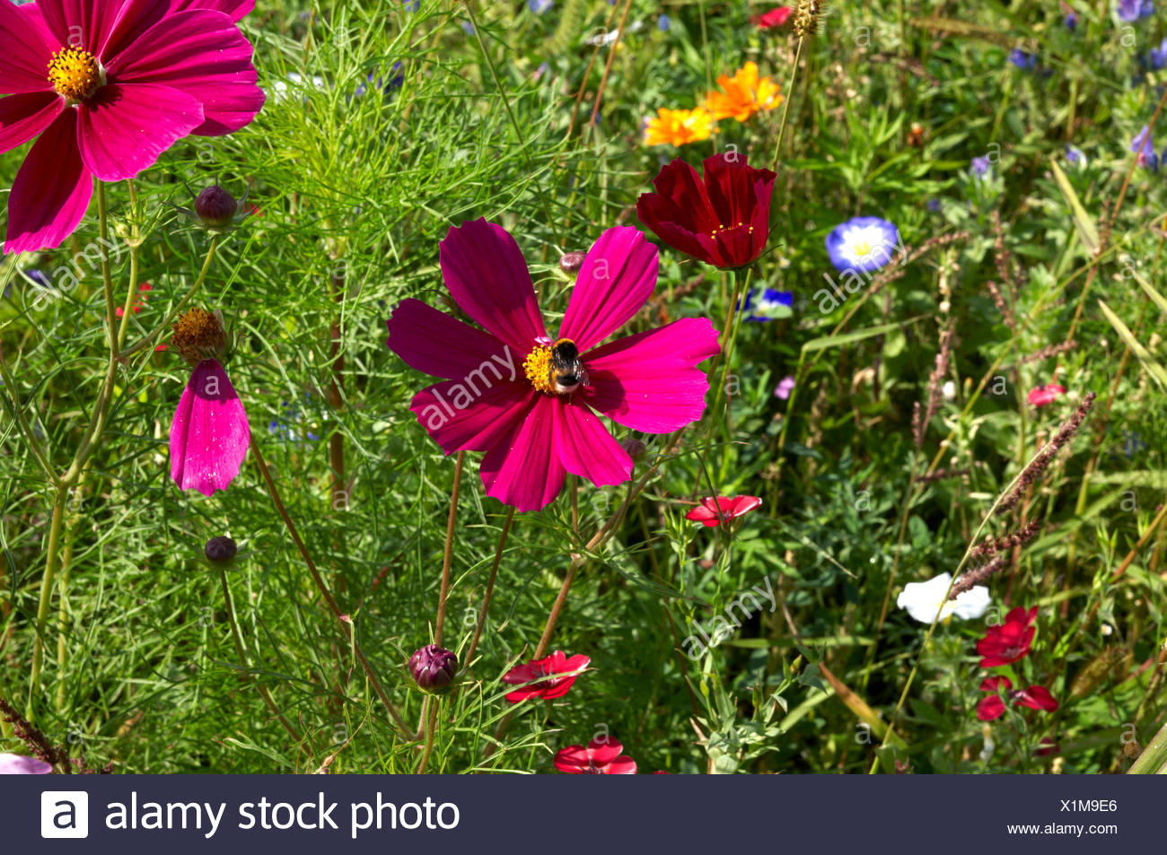 summer flower meadow Stock Photo