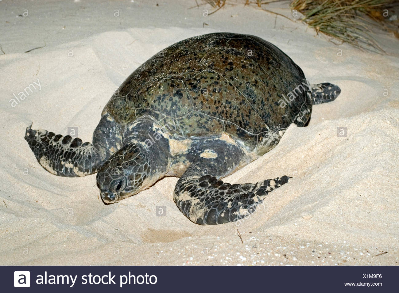 Turtle Meat High Resolution Stock Photography and Images Alamy