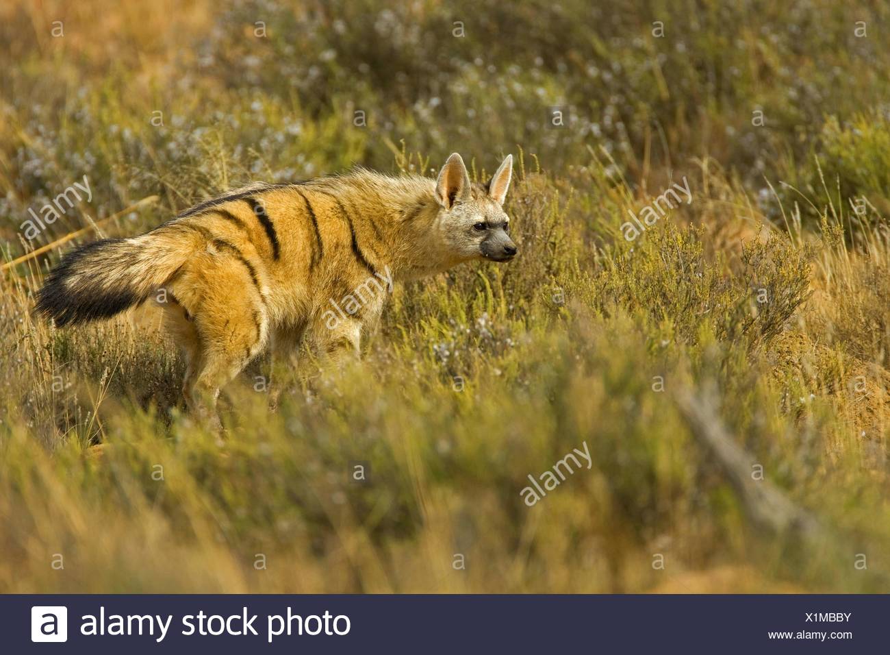 Aardwolf Proteles Cristatus Stock Photos & Aardwolf Proteles Cristatus ...