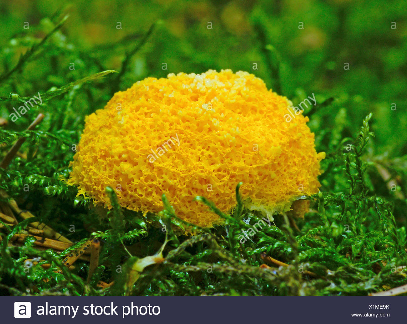 Scrambled Egg Slime Fuligo High Resolution Stock Photography And Images Alamy