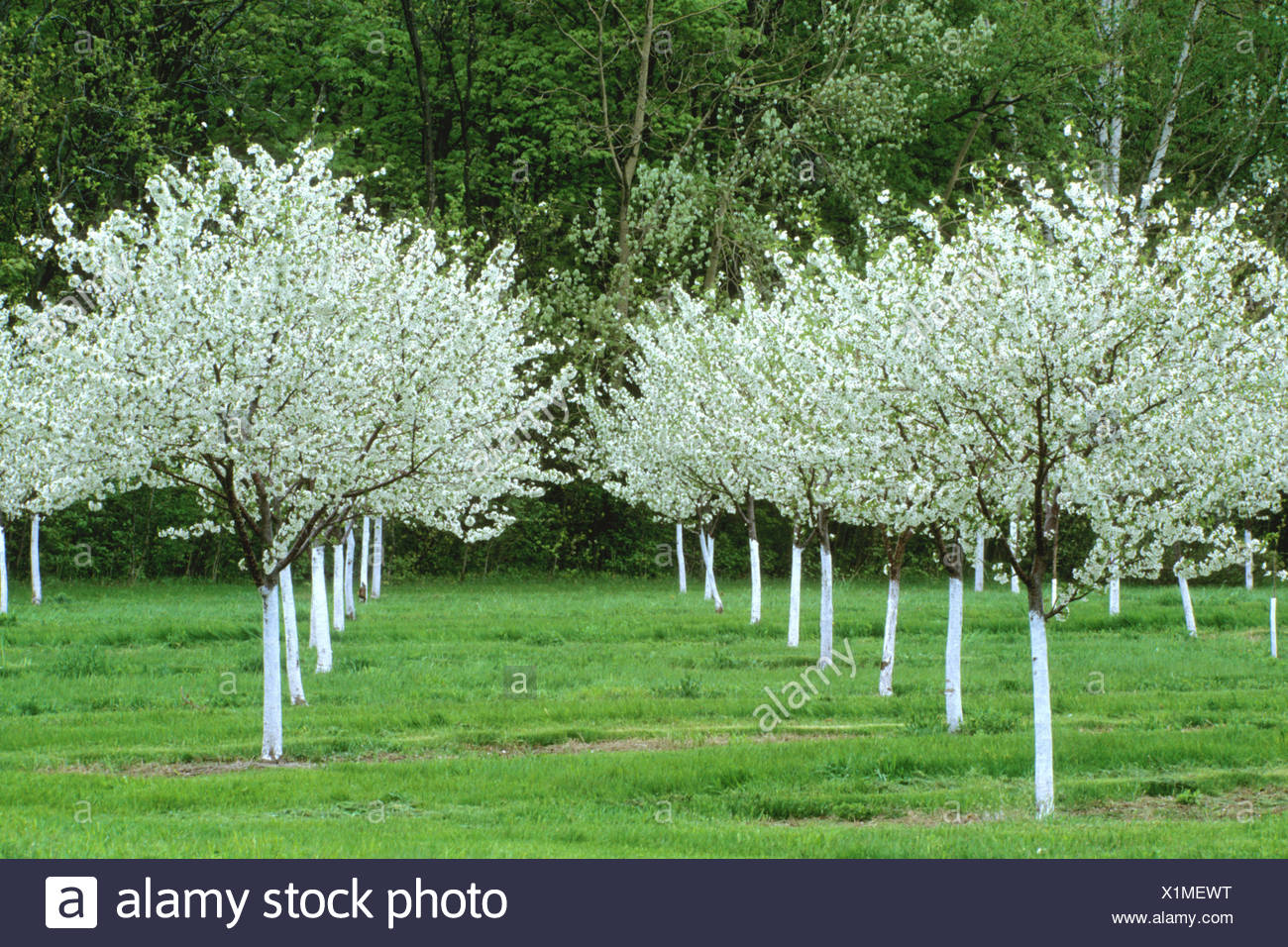 Cherry Trees Rows In Spring Usa Wisconsin Door County Egg