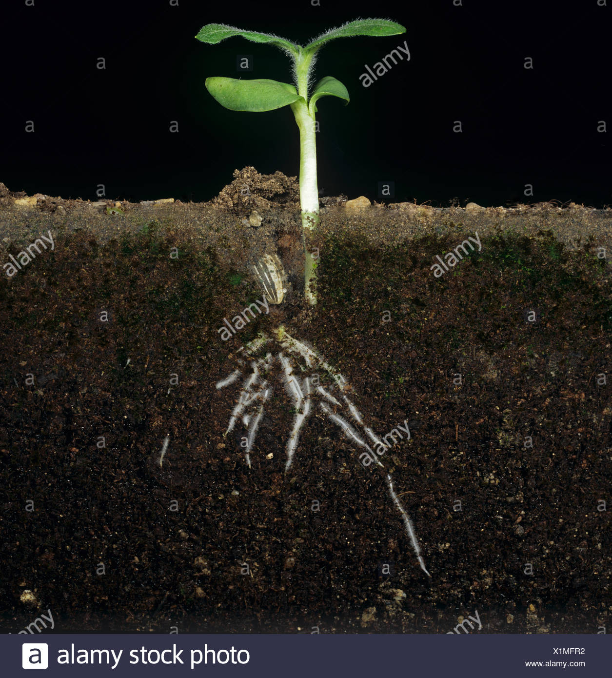 Sunflower Plant Root Stock Photos & Sunflower Plant Root Stock Images Alamy