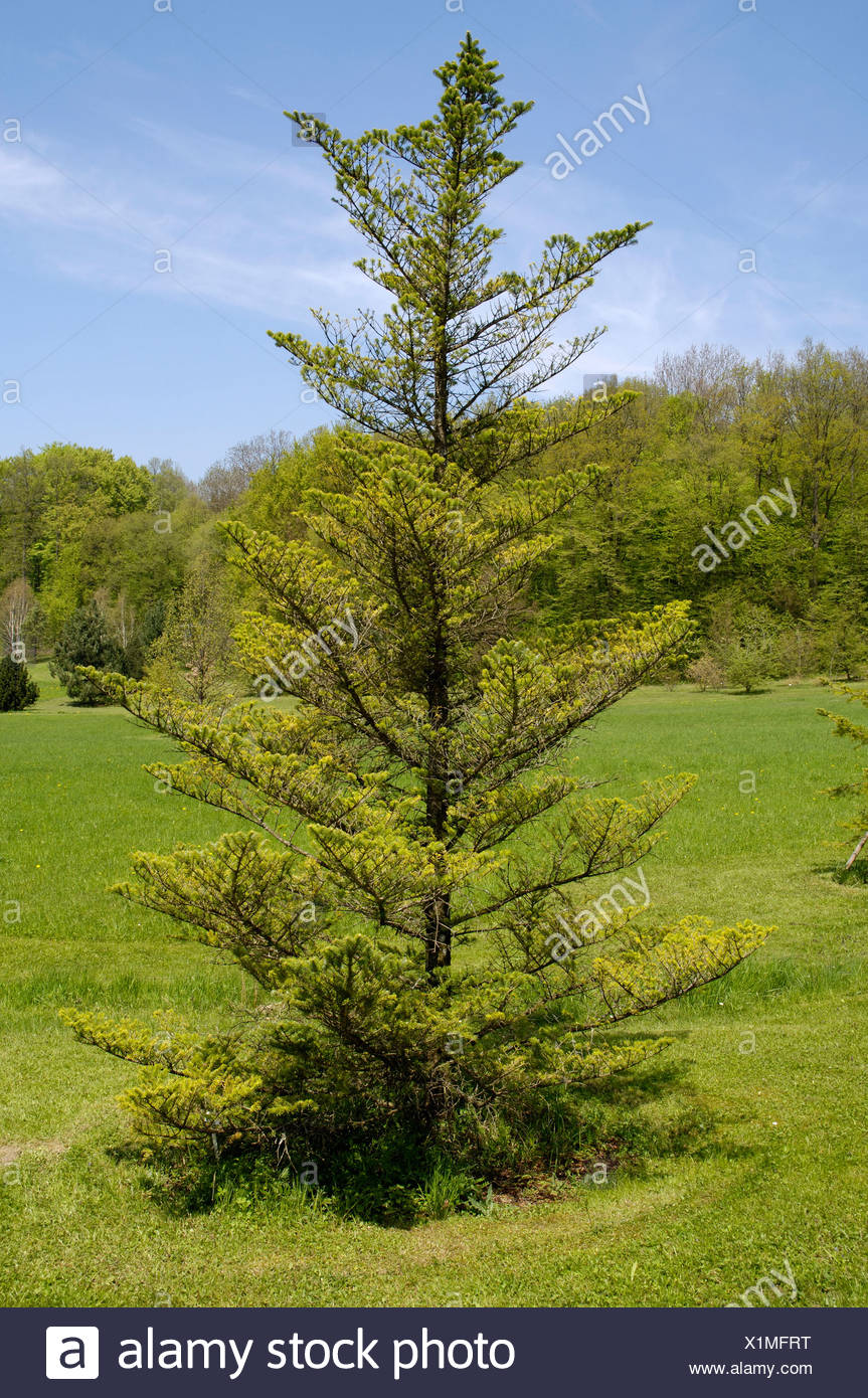 Nikko Fir High Resolution Stock Photography and Images - Alamy