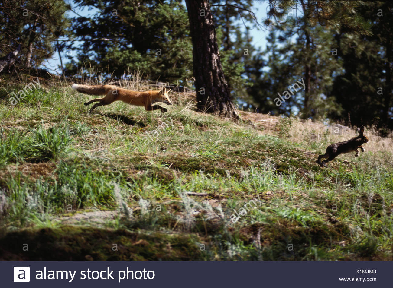 Chasing The Rabbit High Resolution Stock Photography and Images Alamy