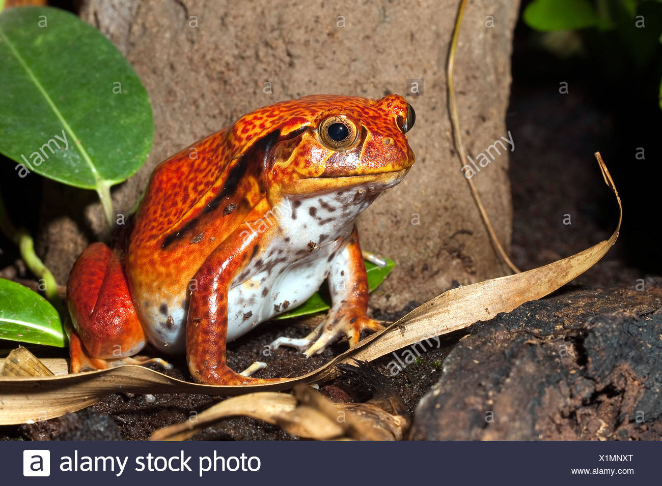 False Fronts High Resolution Stock Photography and Images - Alamy