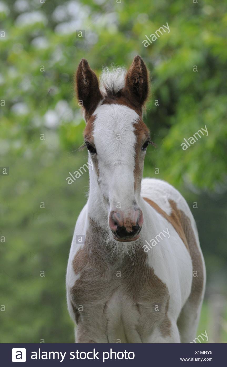 tinker foal