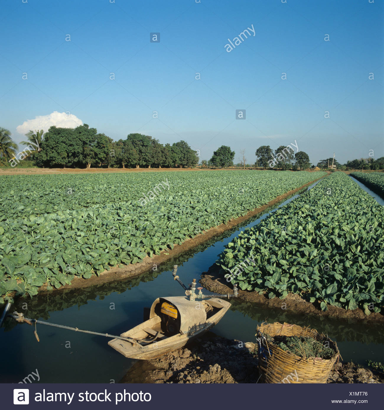 Kale Cabbage Crops On Raised Beds With Irrigation Canals Central Lowlands Thailand Stock Photo Alamy