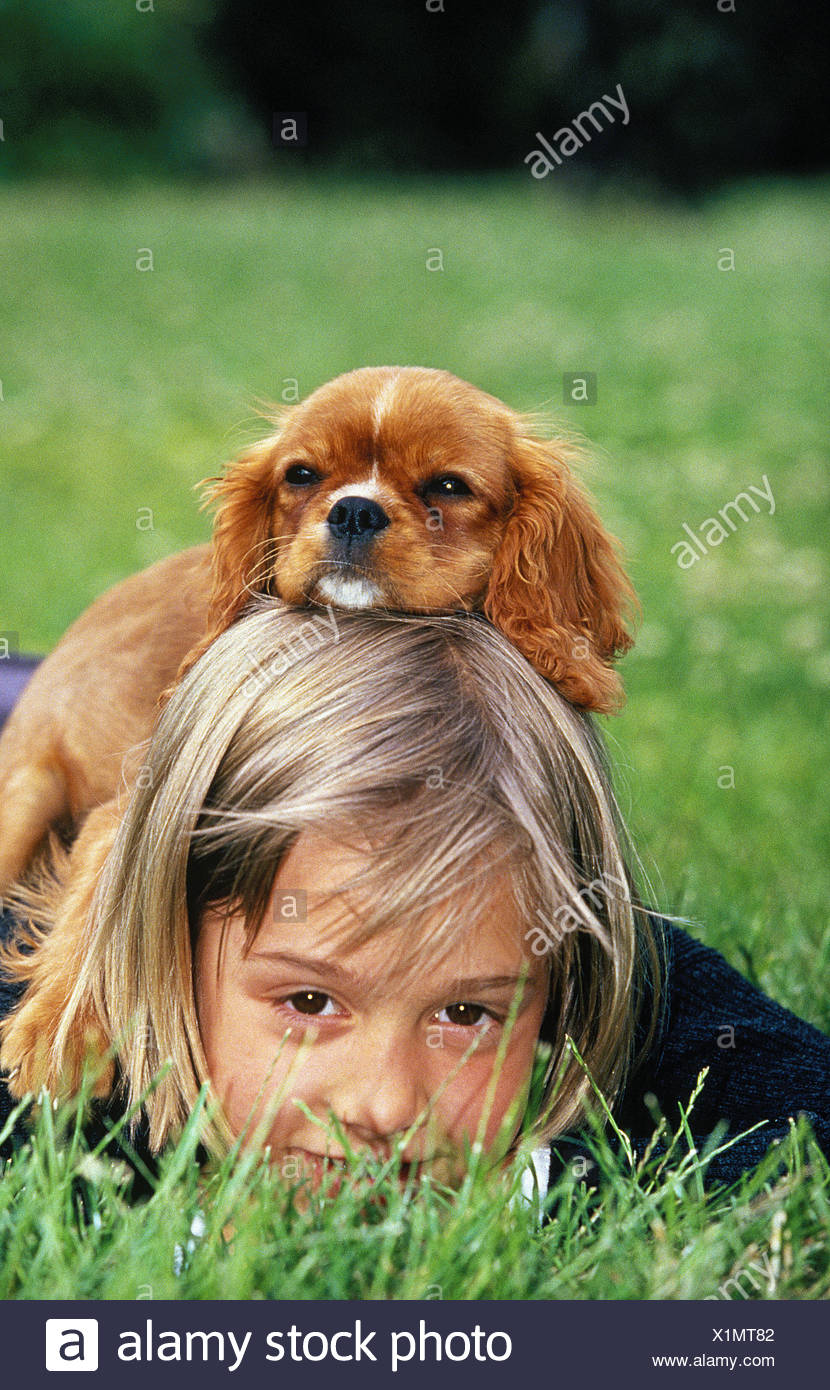 blonde cavalier king charles spaniel