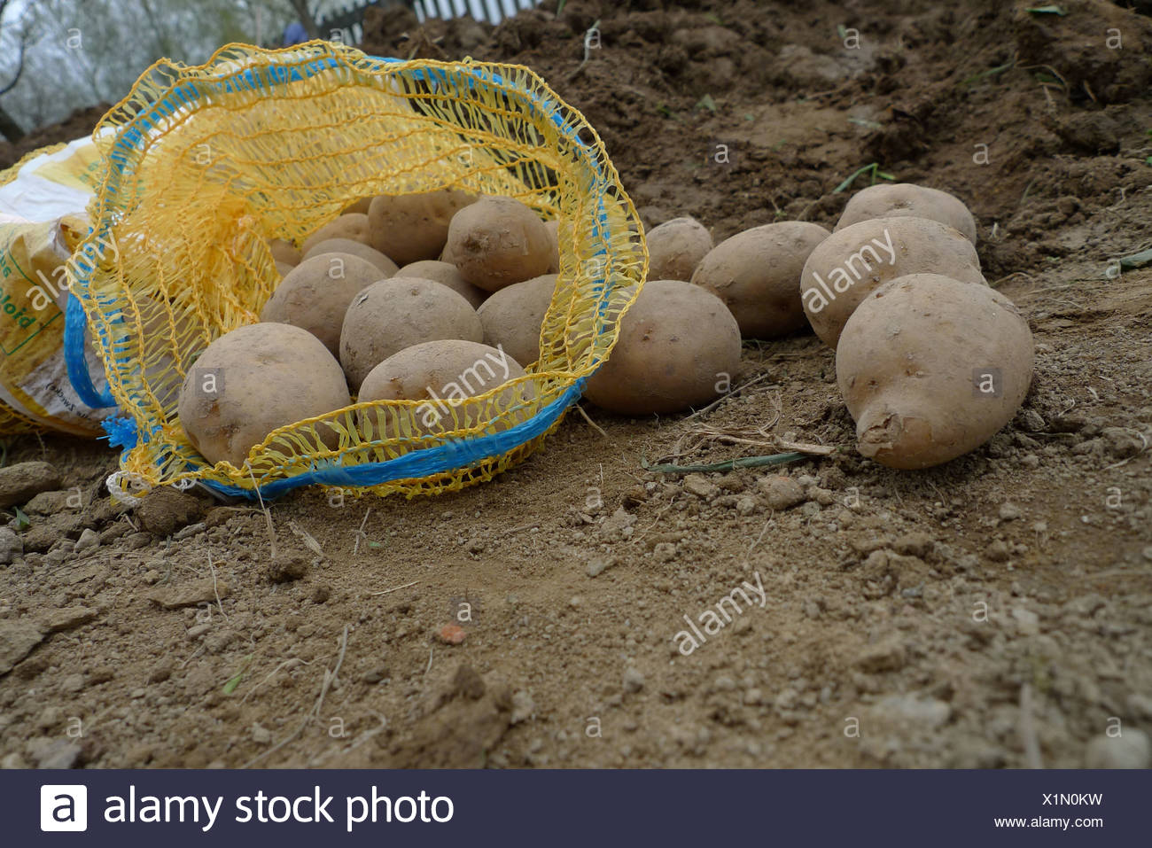 Kartoffel Setzen Stock Photos Kartoffel Setzen Stock Images Alamy