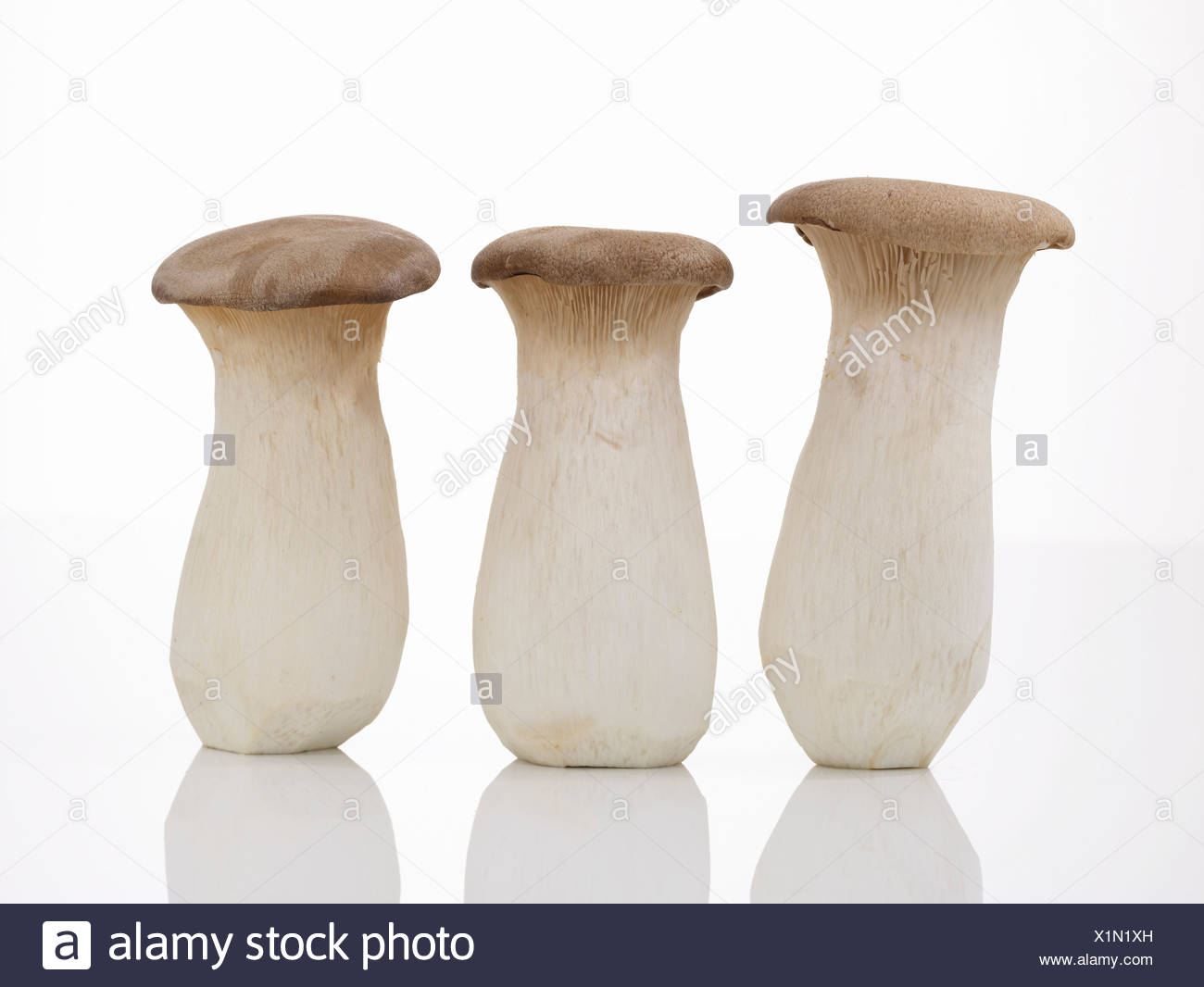 His Majesty the Kings Mushroom His Majesty the Kings Mushroom