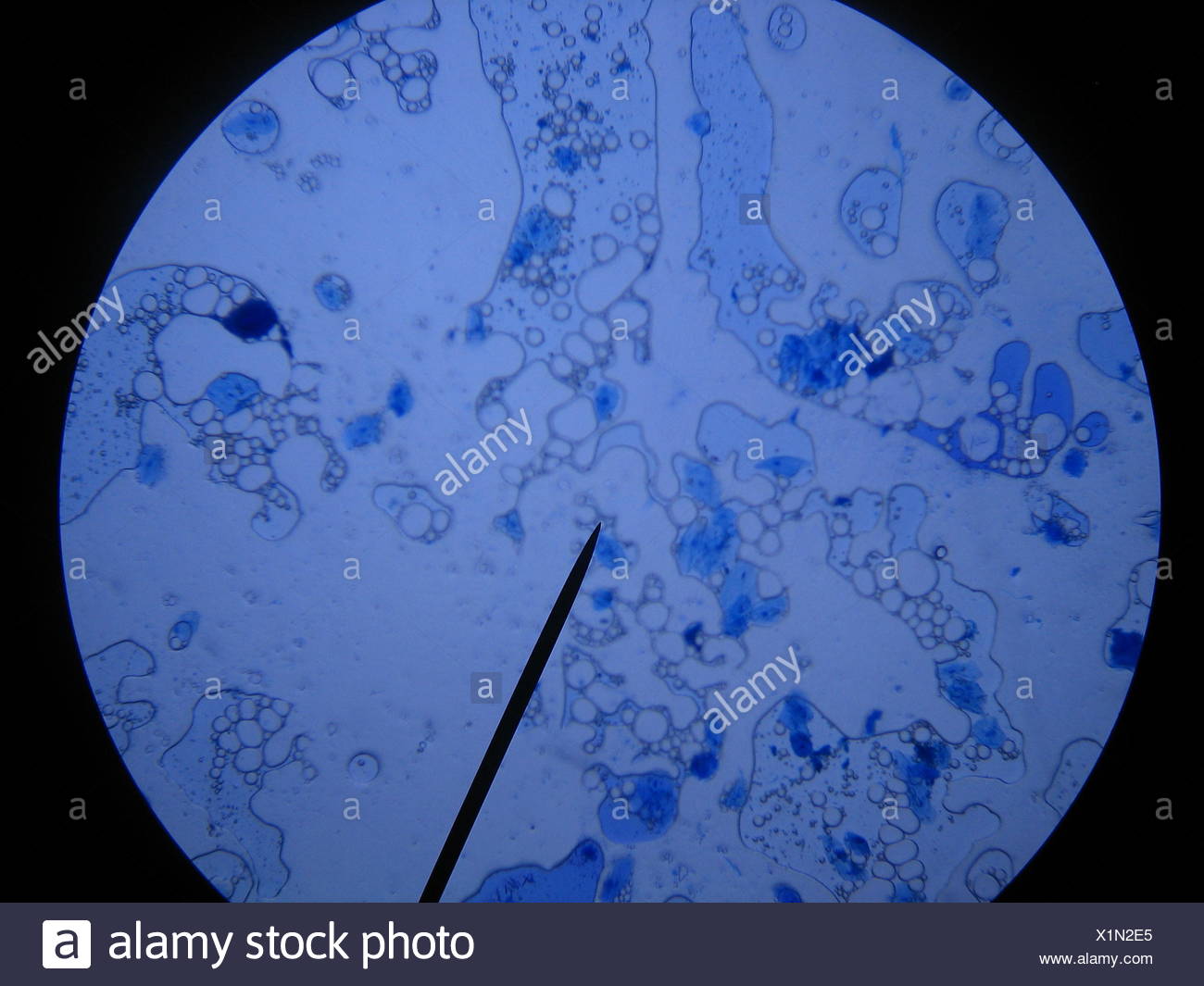 Germs Microscope Stock Photos & Germs Microscope Stock Images - Alamy