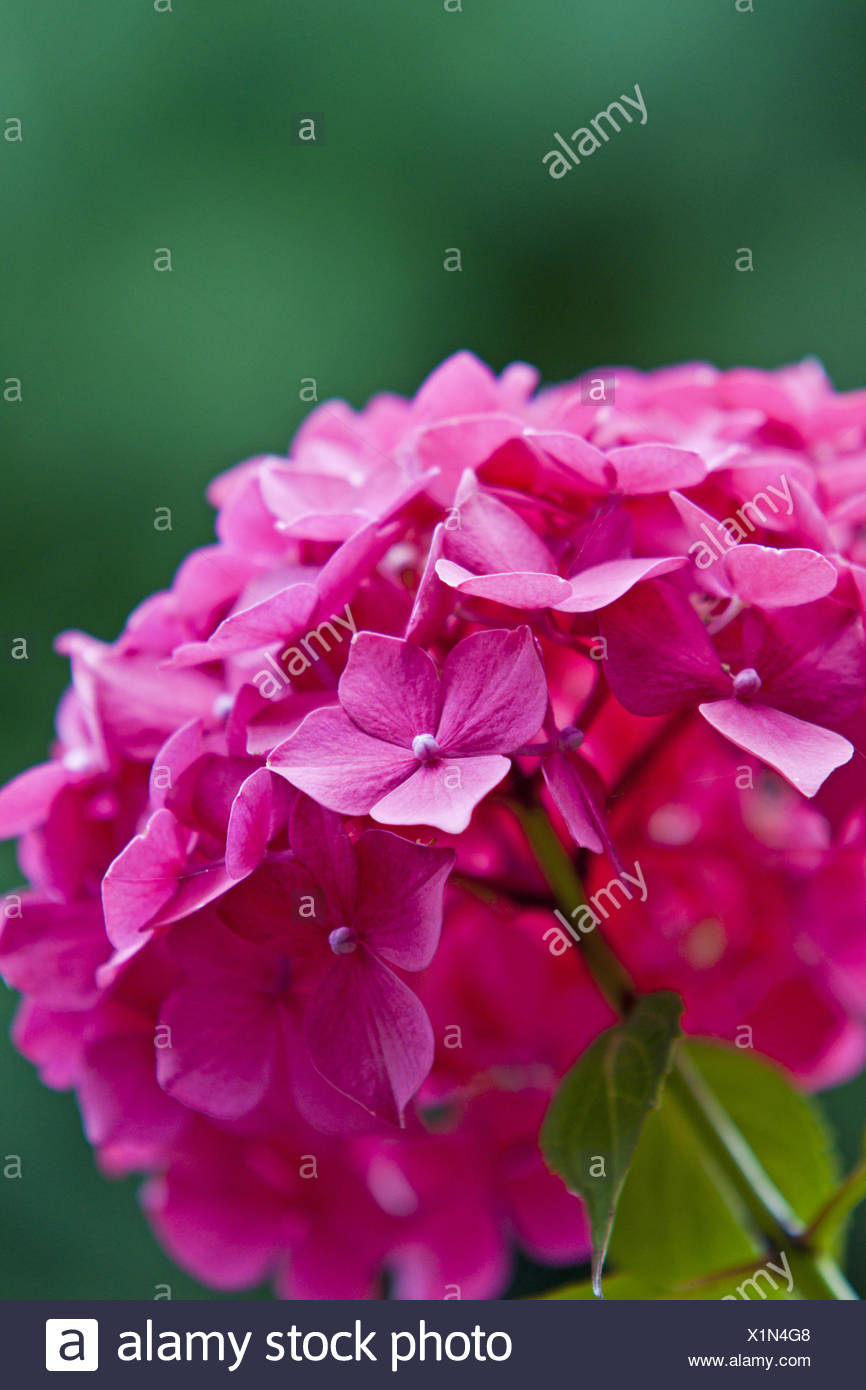 Hortensie Hydrangea Macrophylla Bauernhortensie High Resolution Stock ...