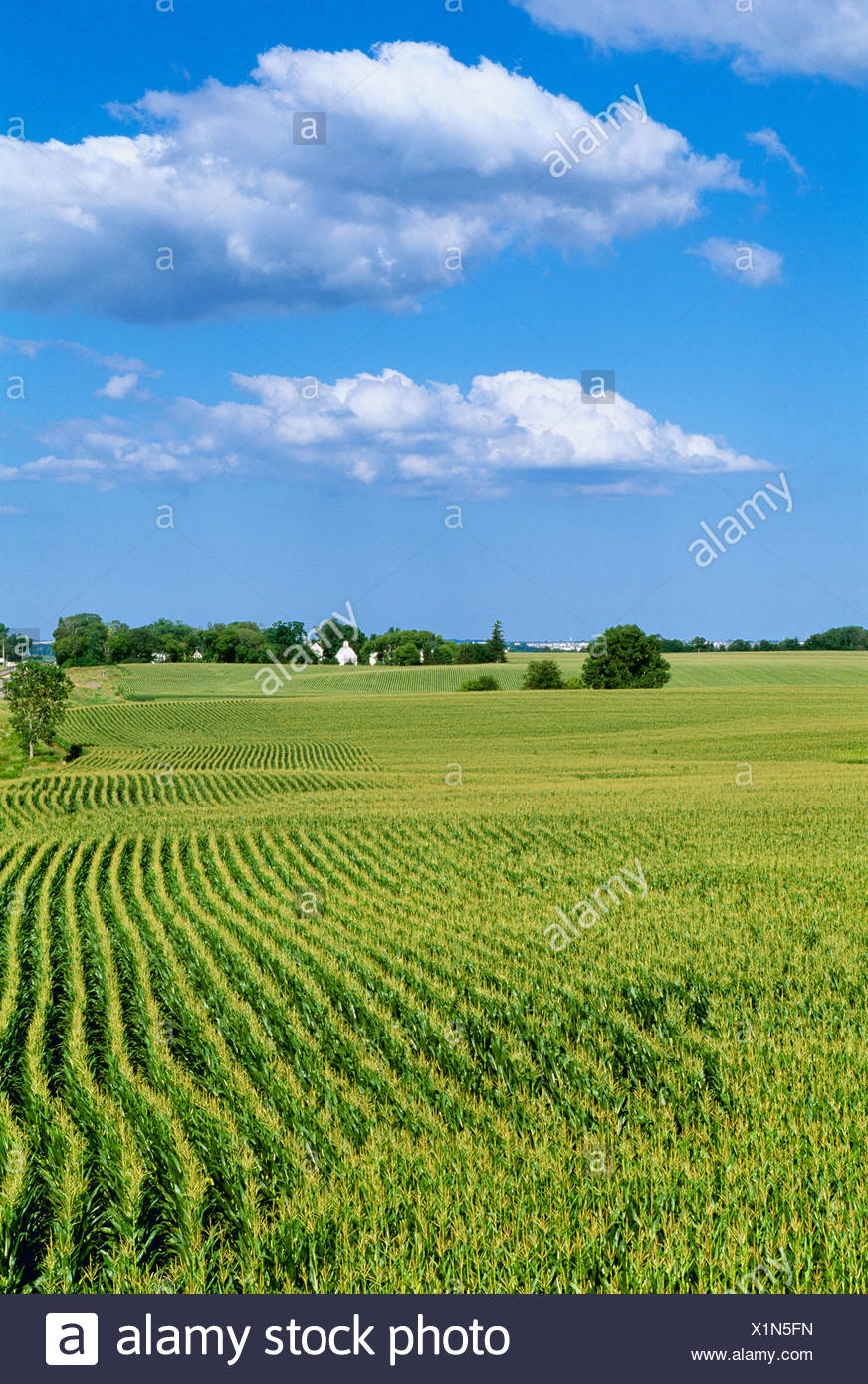 Corn Fields Illinois Stock Photos & Corn Fields Illinois Stock Images