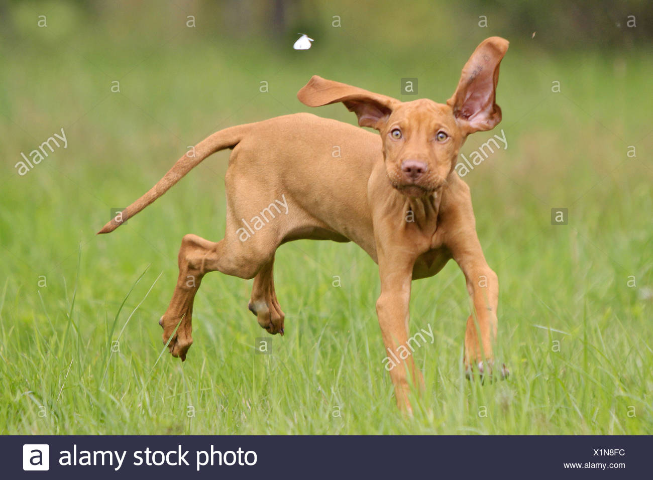 running with a vizsla