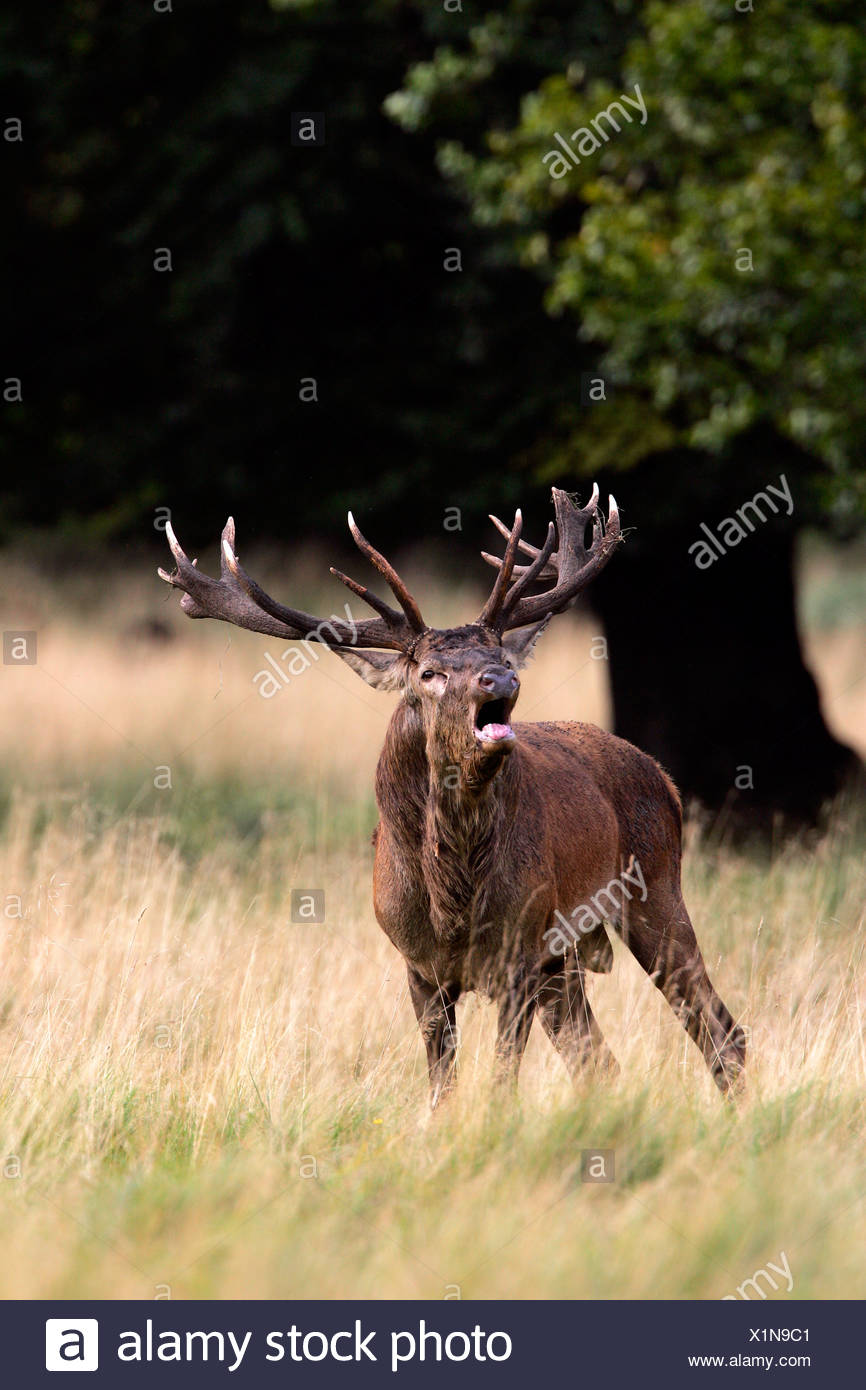Belling red stag during the rut - red deer in heat - male (Cervus elaphus) Stock Photo