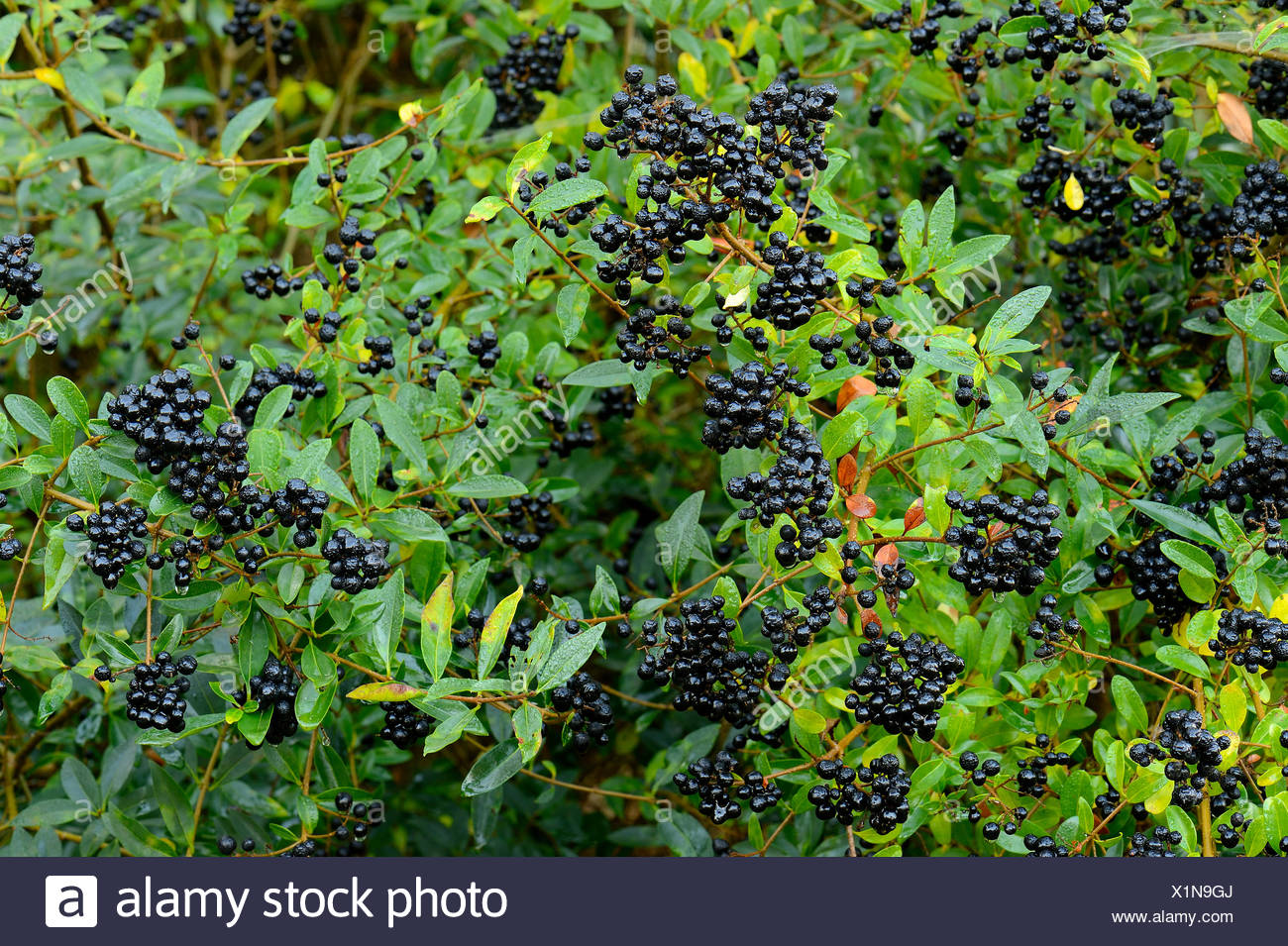 Privet Ligustrum Vulgare With Berries North Rhine Westphalia Germany Stock Photo Alamy
