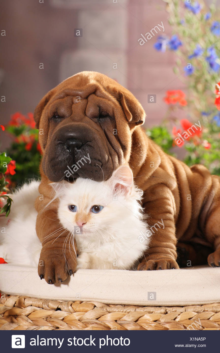 shar pei cat