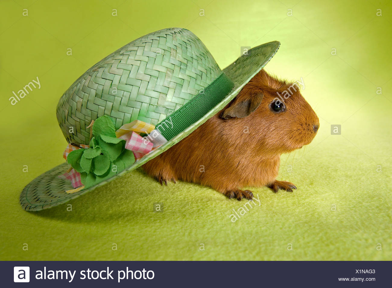 under the hat