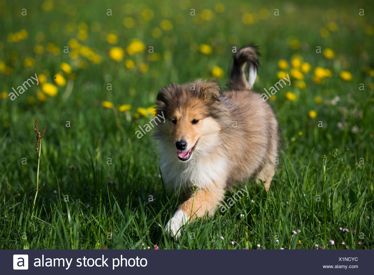 sable shepherd puppies