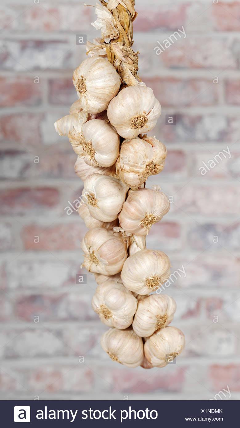 Featured image of post Recipe of How To String Garlic