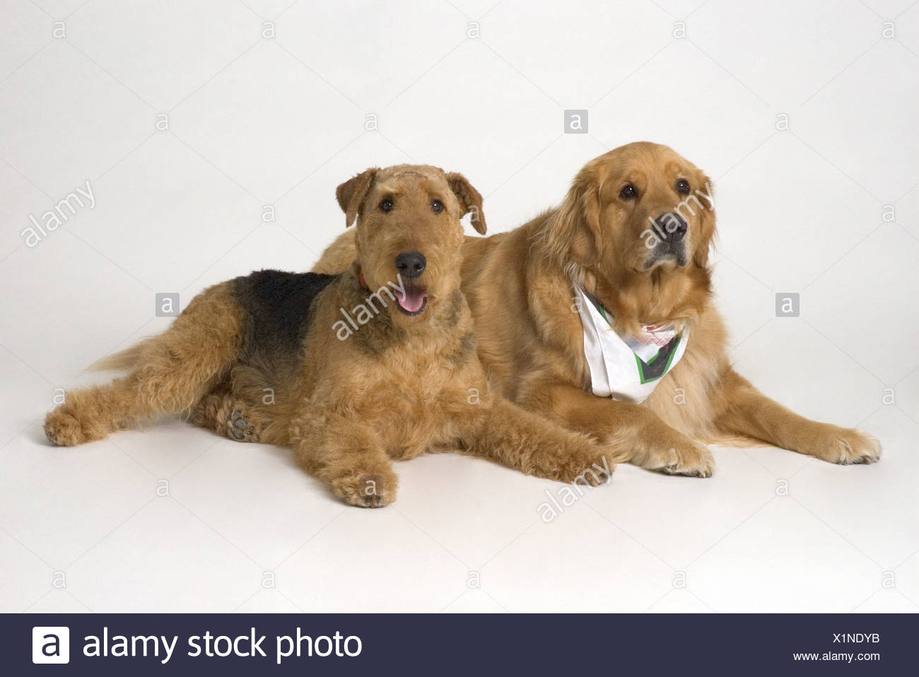 golden airedale
