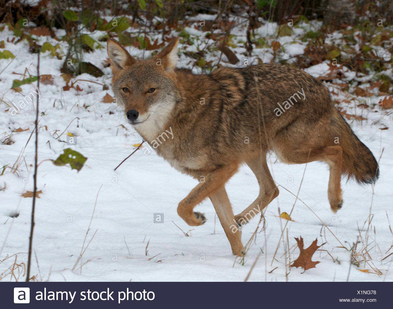 Minnesota Coyote Stock Photos & Minnesota Coyote Stock Images Alamy