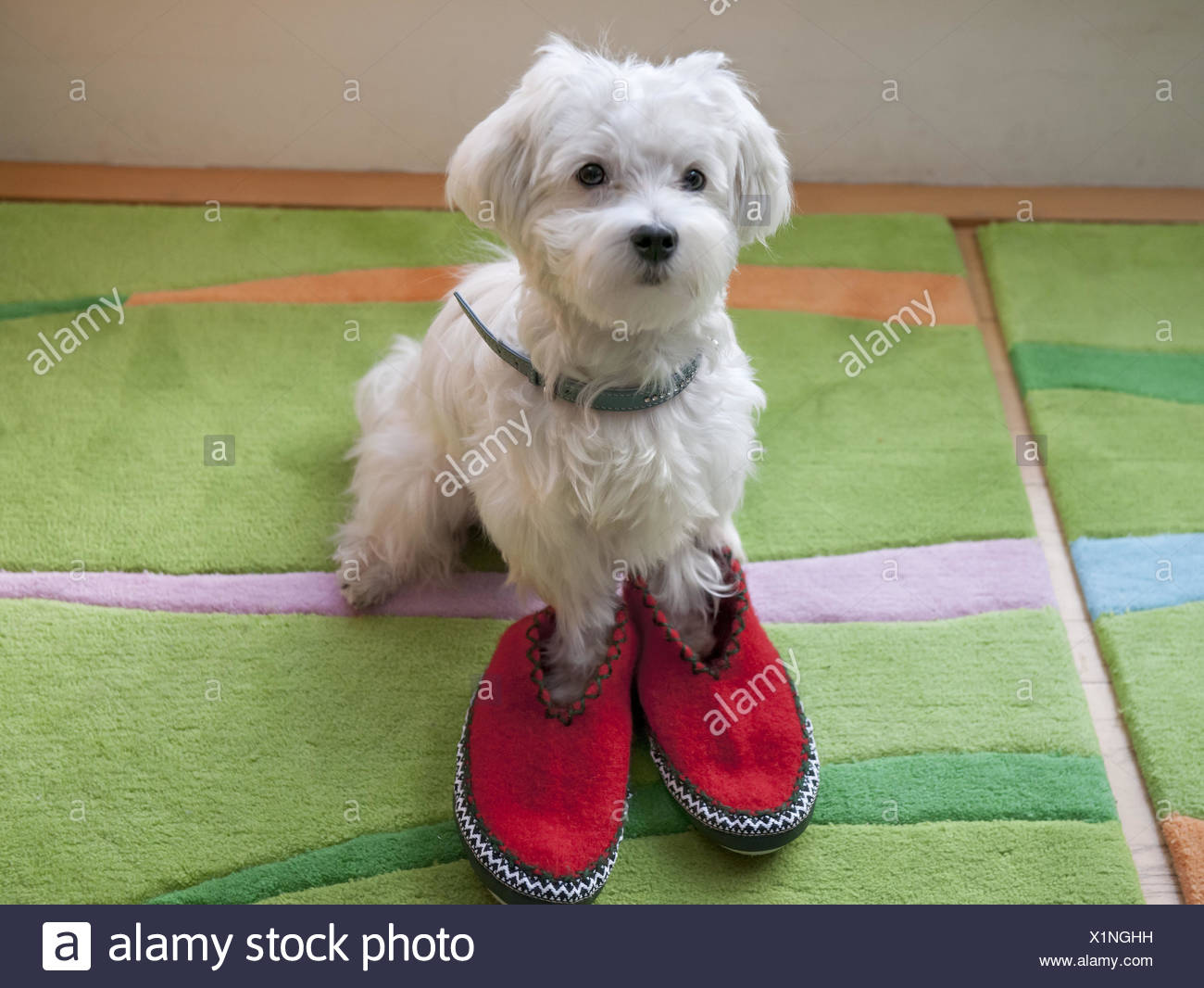 dog breed slippers