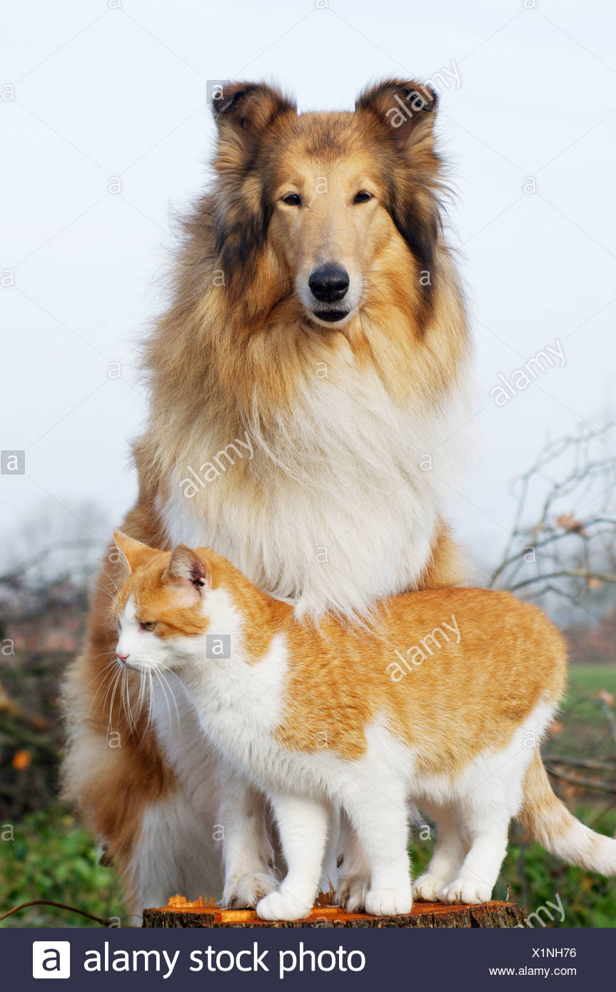 collie cat