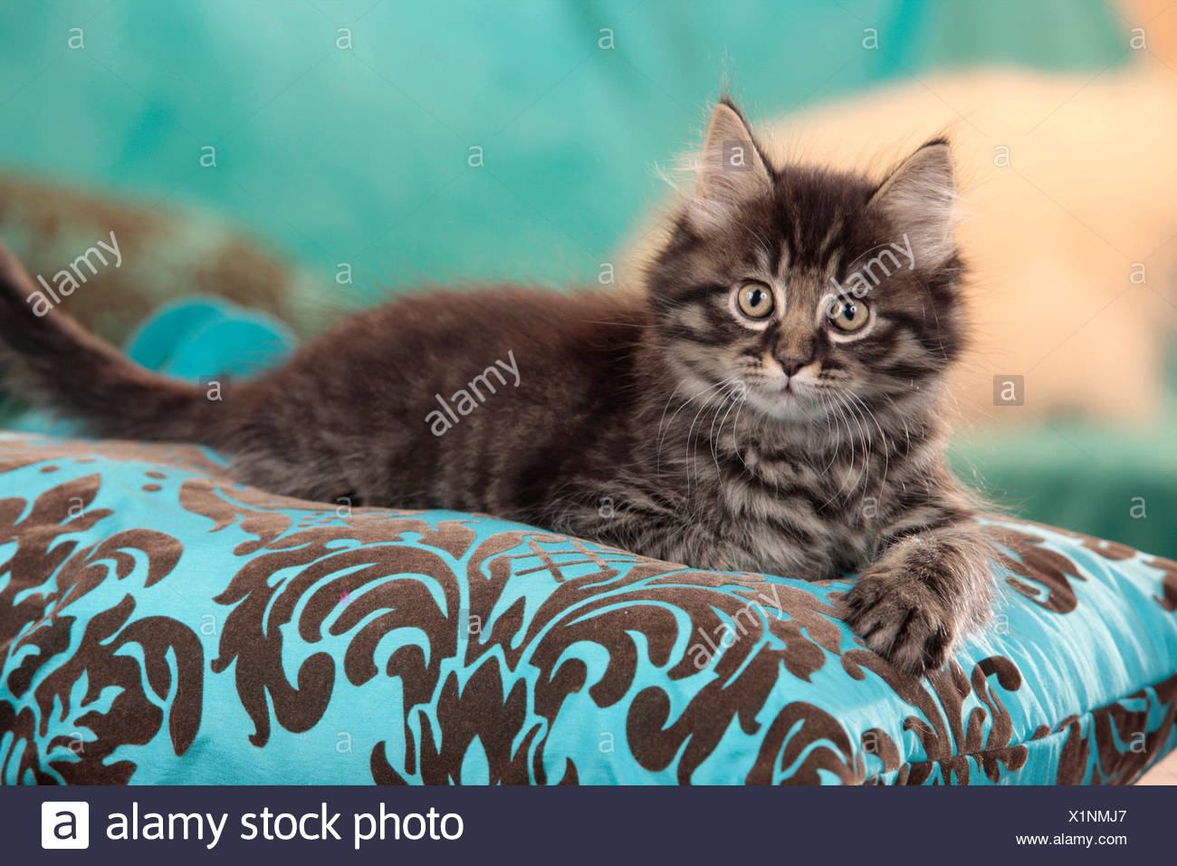 American Longhair Maine Coon Tabby Kitten Lying Cushion Stock