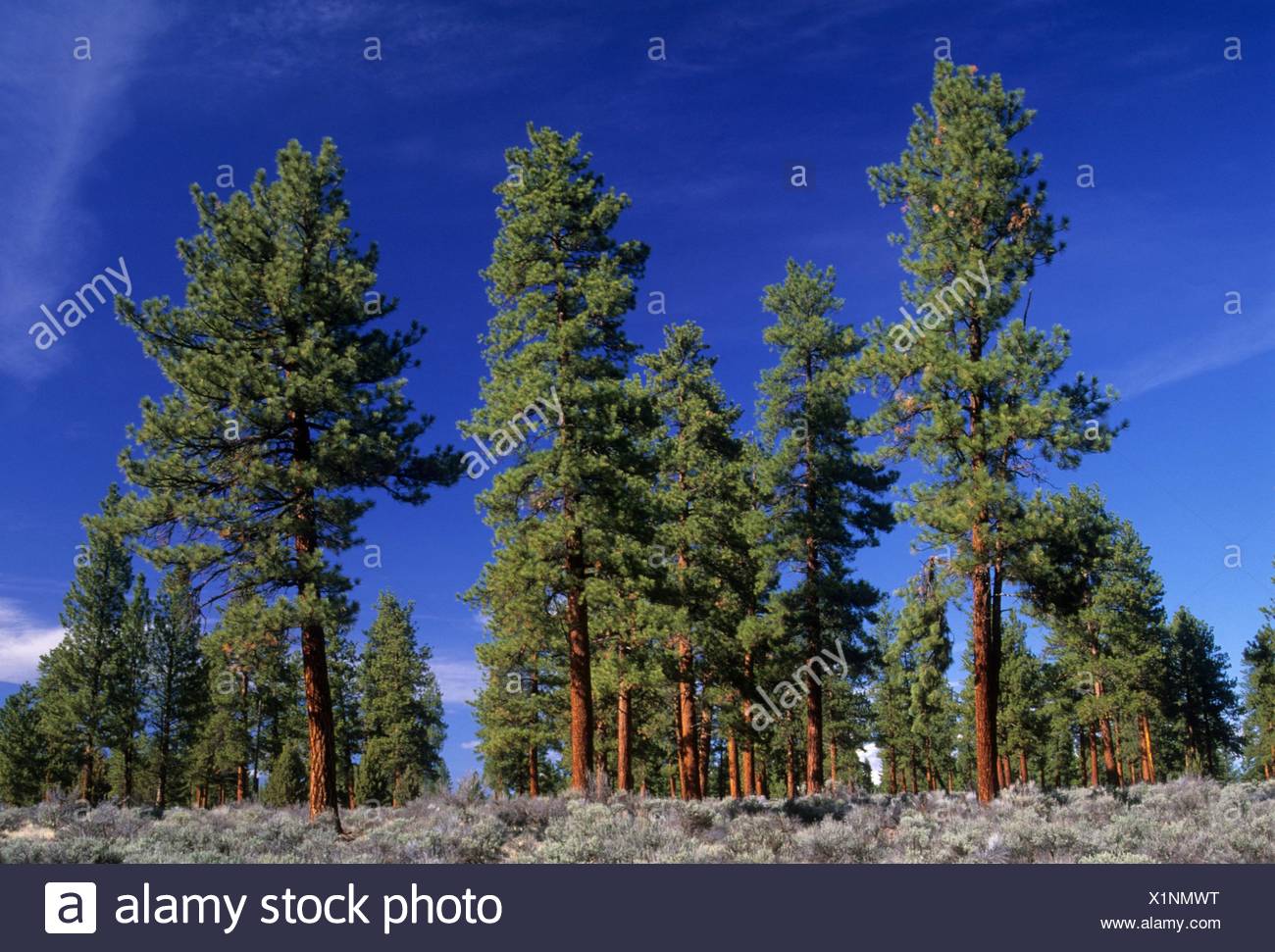 Ponderosa Pine Pinus Ponderosa At Cabin Lake Campground