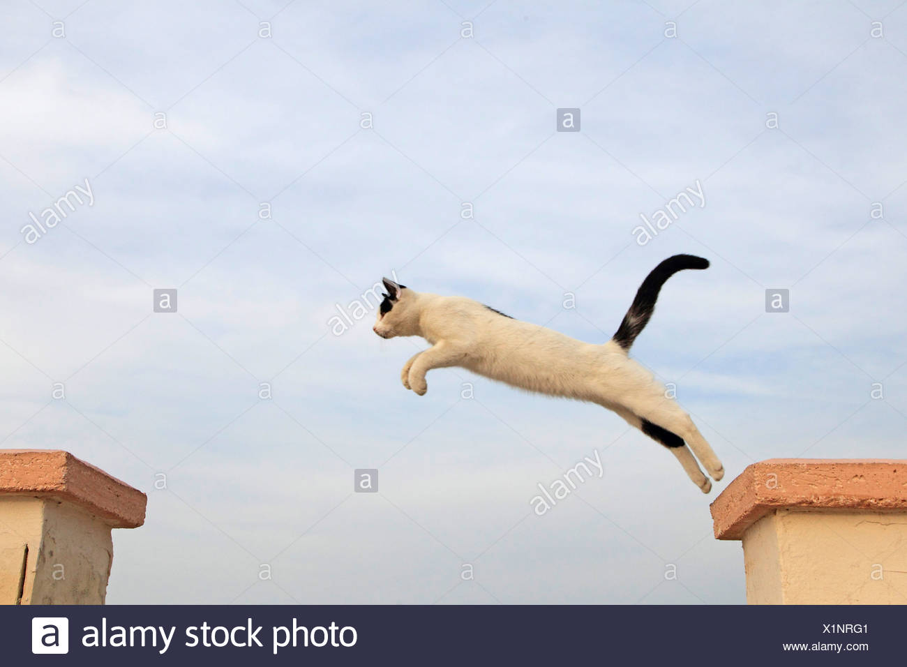 Cat Jumping House Stock Photos & Cat Jumping House Stock Images Alamy