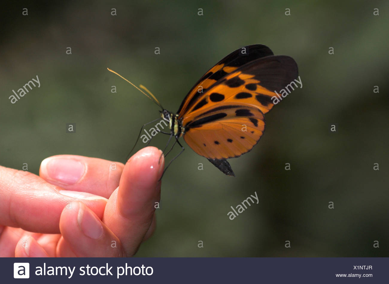 Bộ sưu tập cánh vẩy 4 - Page 37 Butterfly-feeding-on-sweat-on-hand-of-tourist-athyrtis-mechanitis-manu-peru-X1NTJR