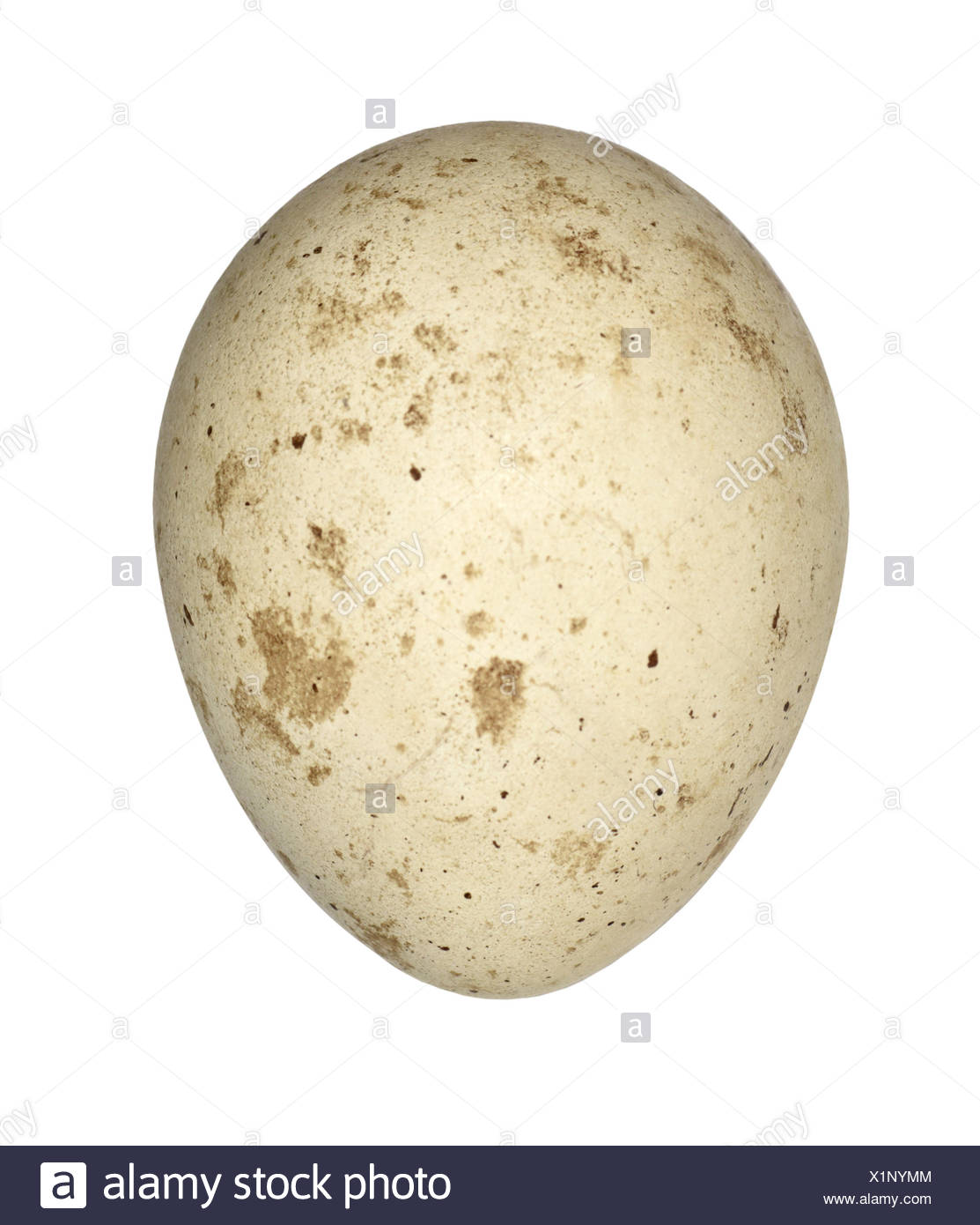 Birds Of Prey Egg Stock Photos & Birds Of Prey Egg Stock Images Alamy