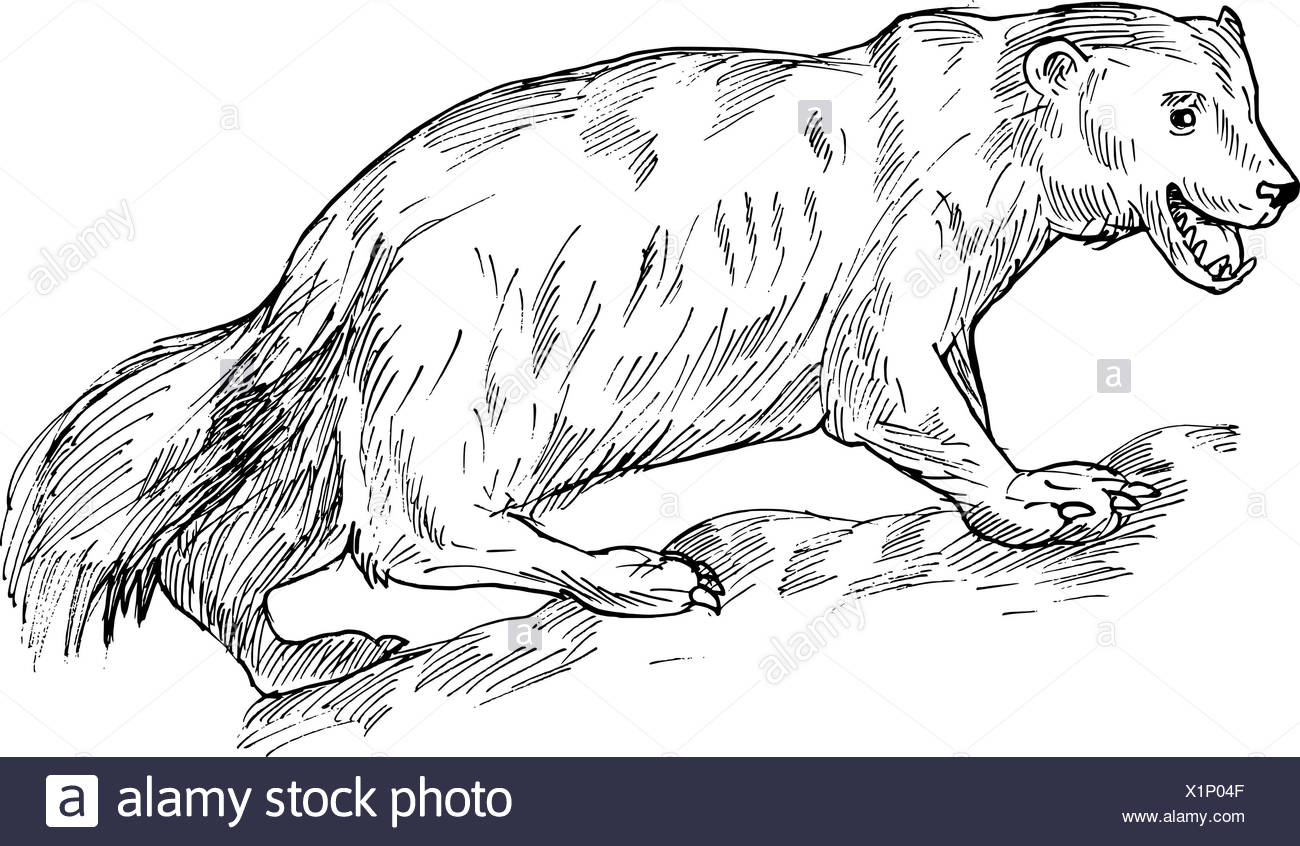 Wolverine Wild Animal Black And White Stock Photos Images Alamy