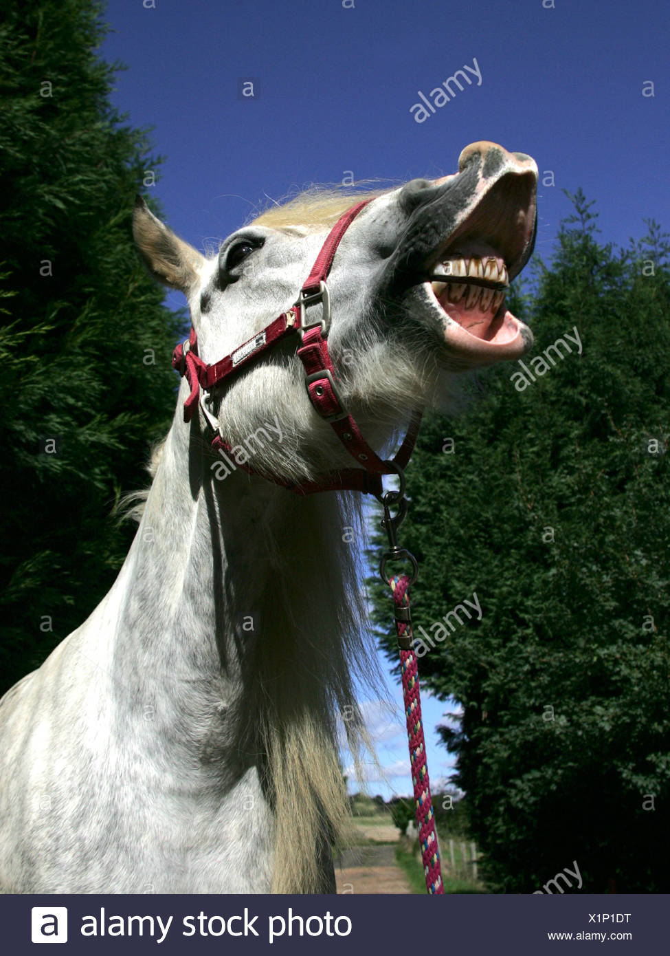 Funny Horse Face Laughing High Resolution Stock Photography and Images ...