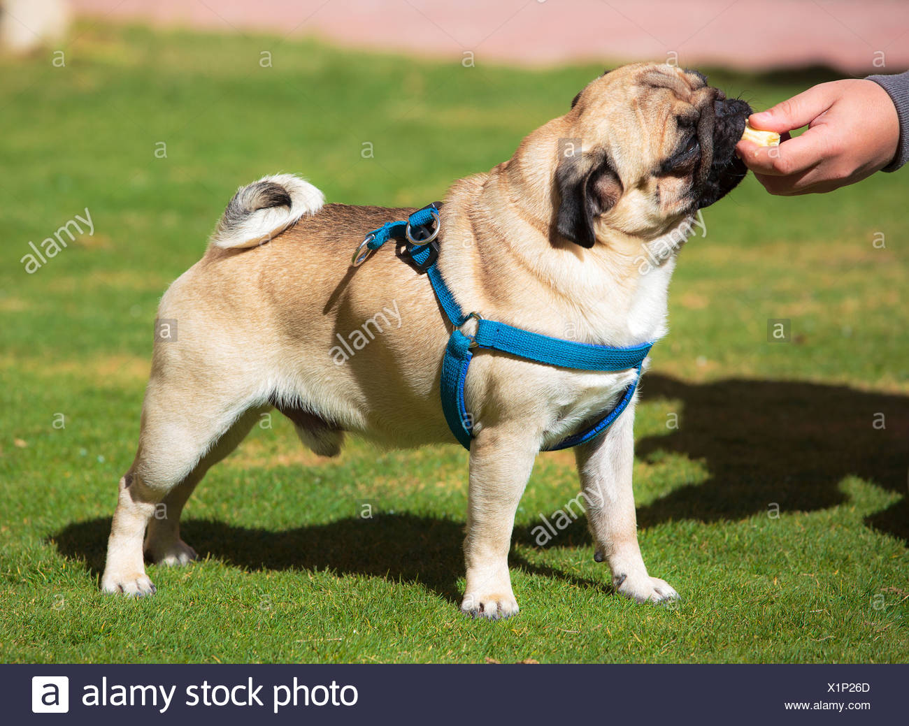 Dog Eats Grass Stock Photos Dog Eats Grass Stock Images