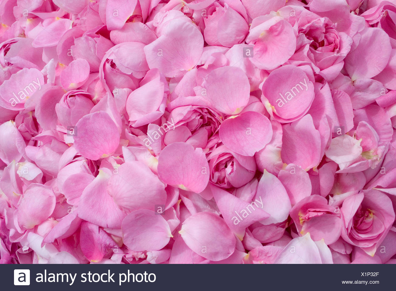 Pink Provence Rose Or Cabbage Rose Petals Rosa X Centifolia Gathered For Medicinal Use Taubertal Valley Germany Stock Photo Alamy