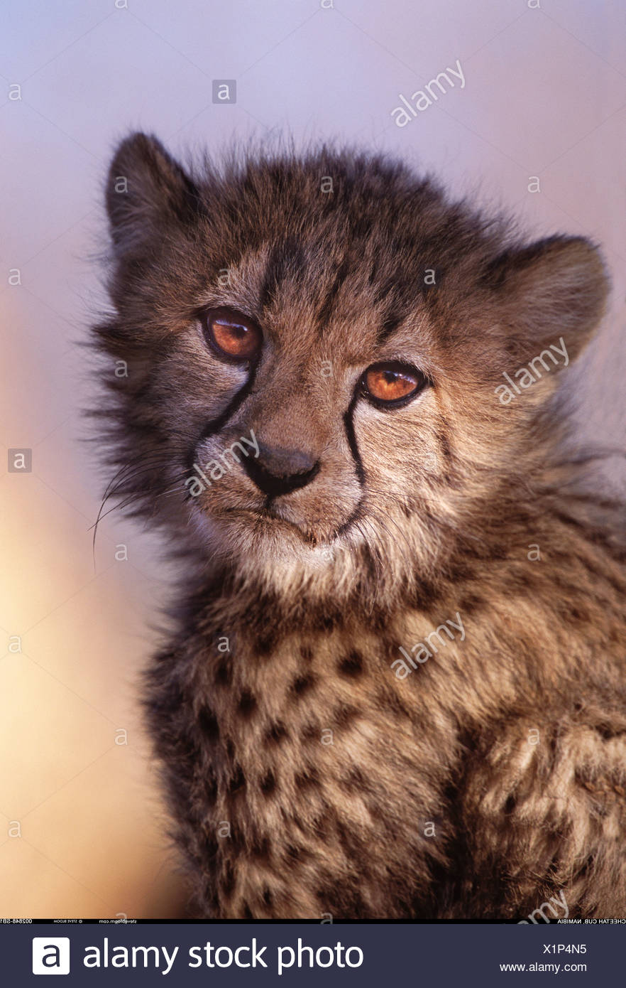 Cheetah cub Namibia Stock Photo