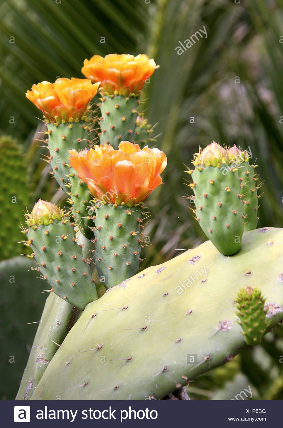 Indian Fig Cactus Pear Opuntia Ficus Indica Opuntia Ficus Barbarica Blooming Plant Spain Canary Islands Tenerife Stock Photo Alamy