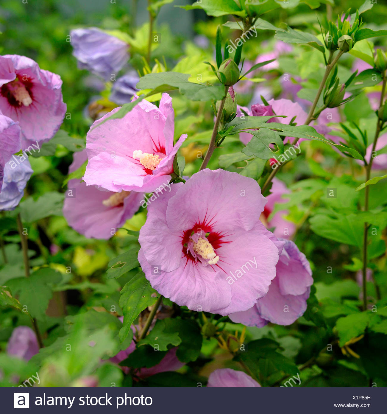 Hibiscus Shrubs High Resolution Stock Photography and Images - Alamy