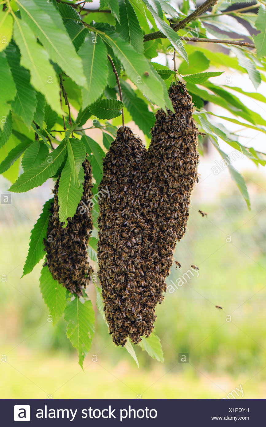 Bees Nest In A Tree High Resolution Stock Photography And Images Alamy