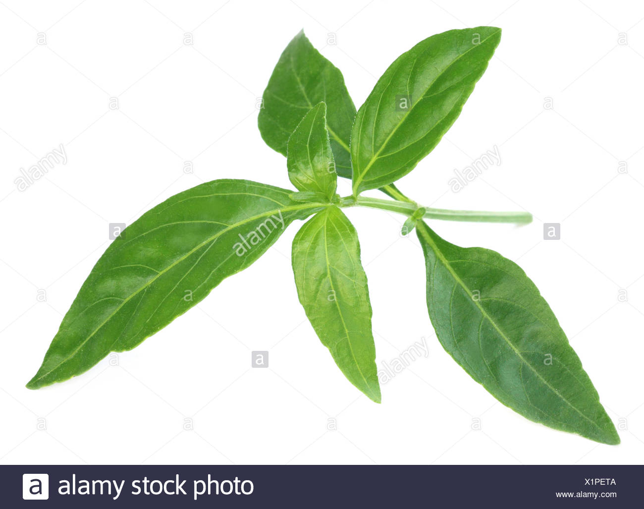 Ayurvedic Medicinal Plant High Resolution Stock Photography and Images