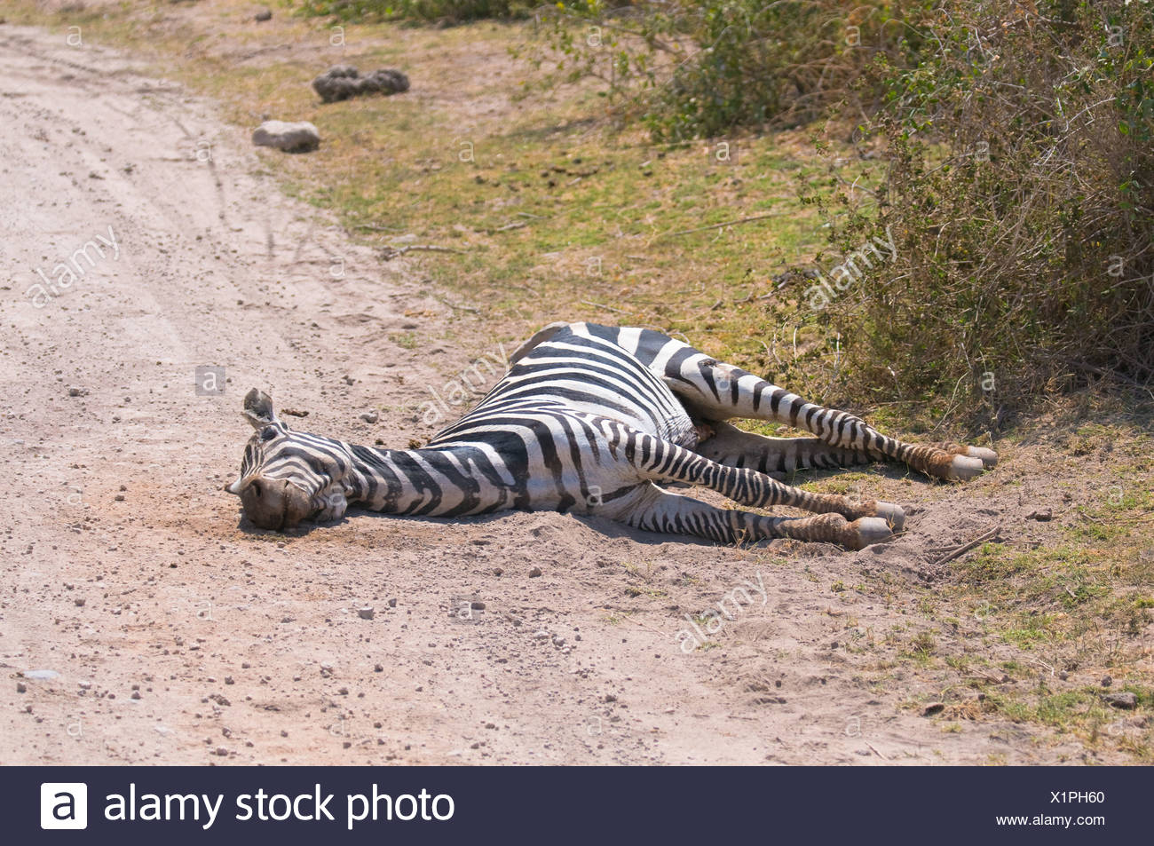 Dead Zebra High Resolution Stock Photography and Images Alamy