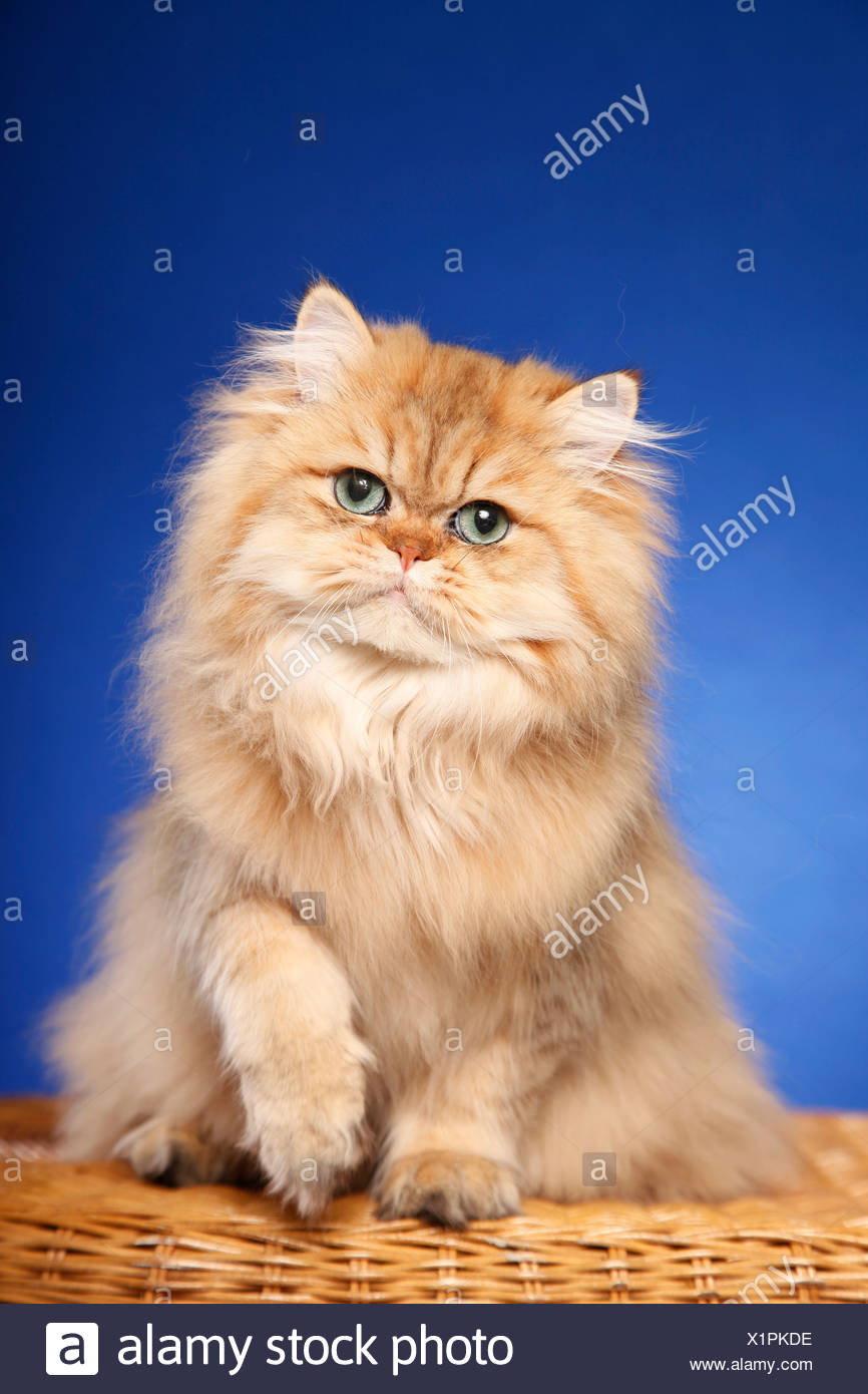 Golden Chinchilla Perser Persian Cat Stock Photo 276478762 Alamy